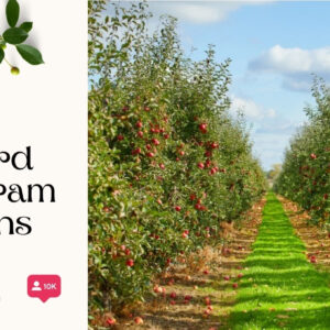 137+ Whimsical Apple Orchard Instagram Captions and Quotes for Perfect Fall Vibes