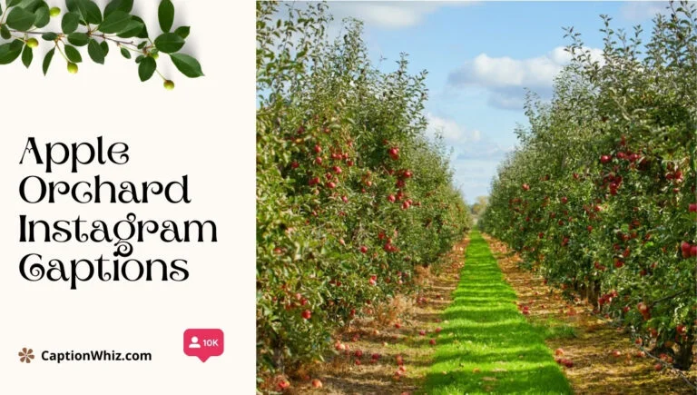 137+ Whimsical Apple Orchard Instagram Captions and Quotes for Perfect Fall Vibes