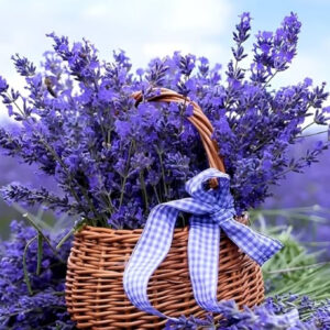 200+ Beautiful Lavender Captions For Instagram That Will Make Your Feed Bloom zz