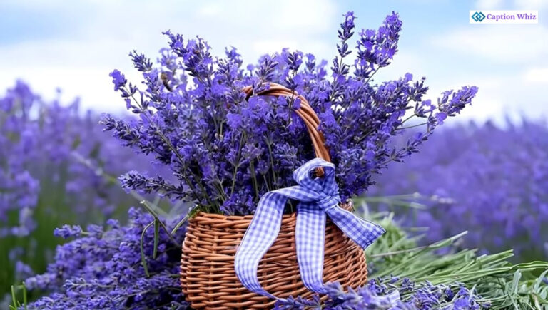 200+ Beautiful Lavender Captions For Instagram That Will Make Your Feed Bloom