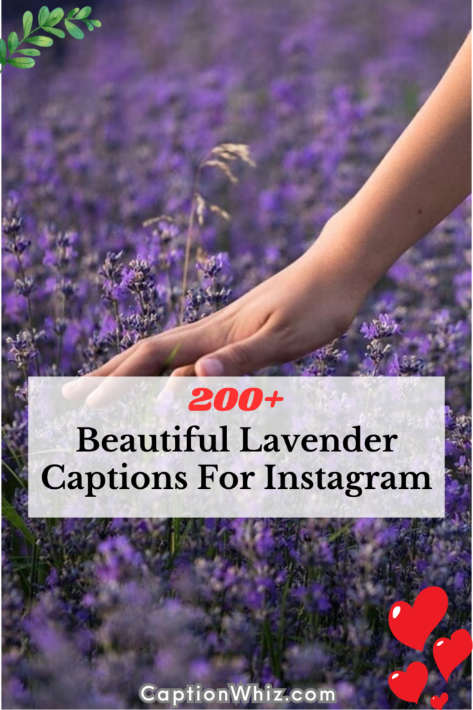 200+ Beautiful Lavender Captions For Instagram That Will Make Your Feed Bloom 5 Beautiful Lavender Captions For Instagram
