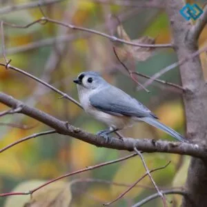 145+ Inspiring Bird Captions For Instagram and Quotes to Soar Your Feed in 2026