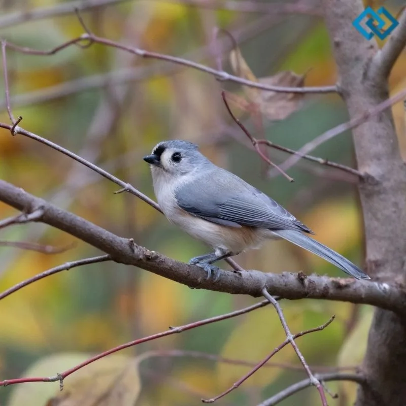 Bird Captions For Instagram