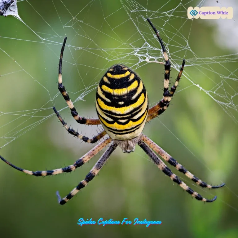 Spider Captions For Instagram
