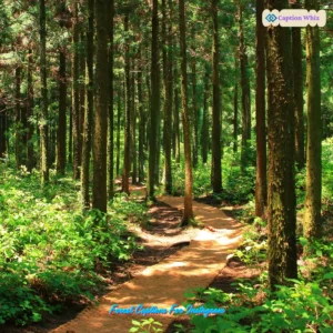 125+ Inspiring Forest Captions For Instagram and Quotes to Share Your Love for Nature