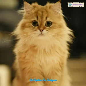 149+ Purrfect Cat Captions For Instagram and Quotes to Charm Your Followers