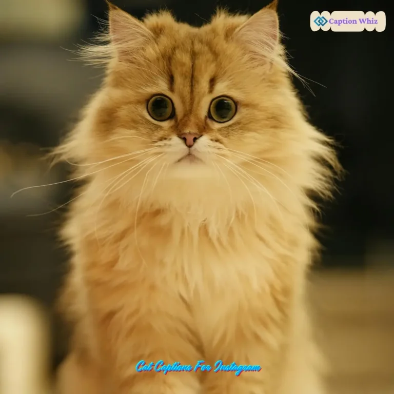 149+ Purrfect Cat Captions For Instagram and Quotes to Charm Your Followers