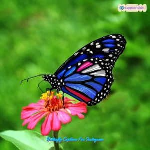 Charming Butterfly Captions For Instagram and Quotes to Inspire 149+ Unique Moments