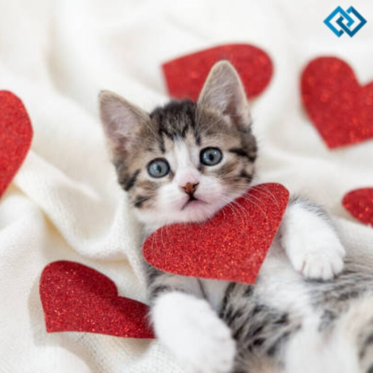 Cat Valentines Day Instagram Captions