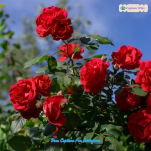 Blooming Beauty: 135+ Rose Captions For Instagram And Quotes That Inspire Love in 2026