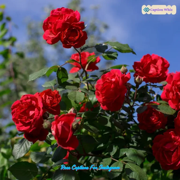 Rose Captions For Instagram
