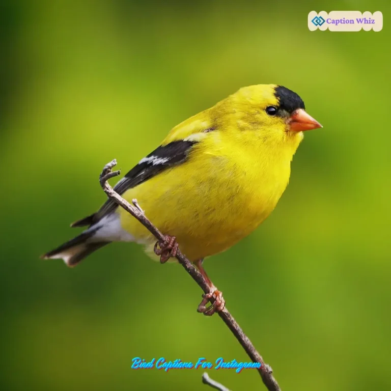 Bird Captions For Instagram