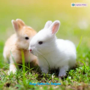 127+ Whimsical Bunny Captions For Instagram and Quotes to Hop Into Your Feed