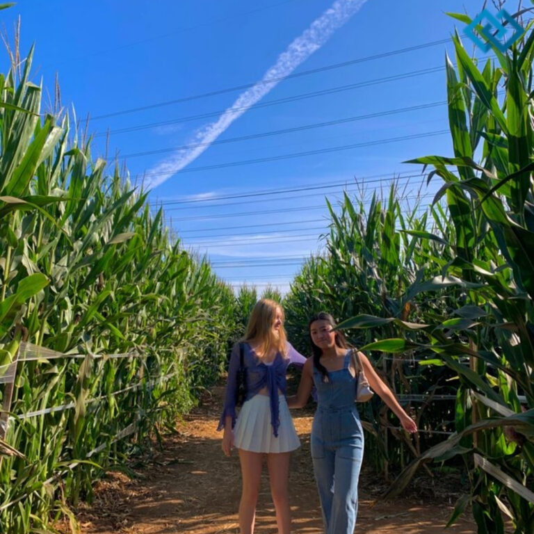 Corn Maze Instagram Captions Corn Maze Instagram Captions