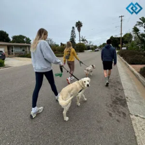 123+ Dog Walk Captions For Instagram to Share Your Adventures