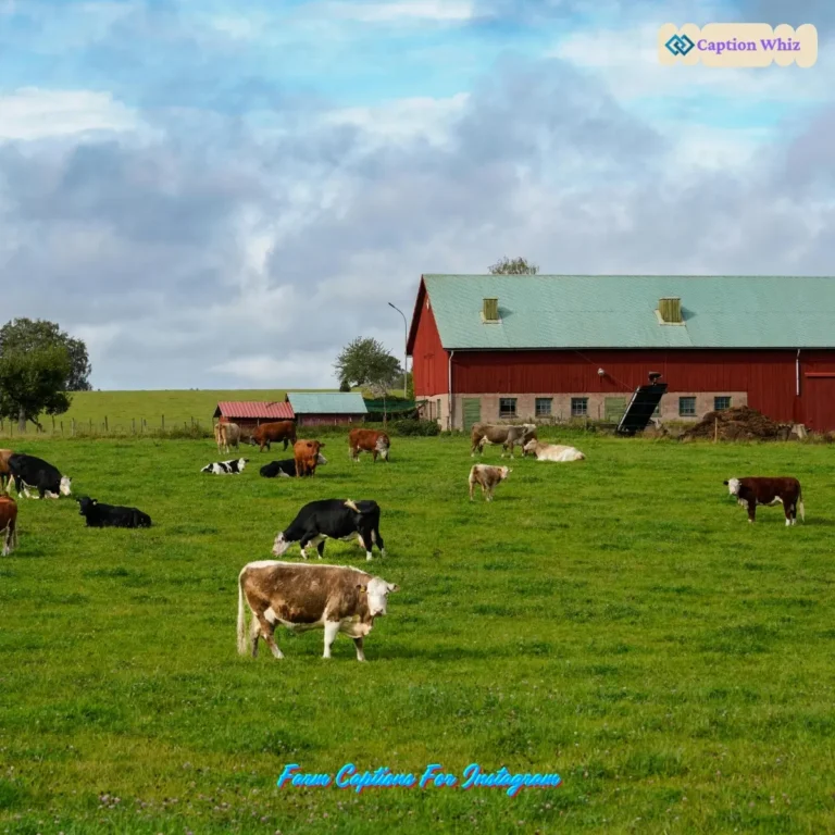 127+ Charming Farm Captions For Instagram and Quotes to Brighten Your Feed