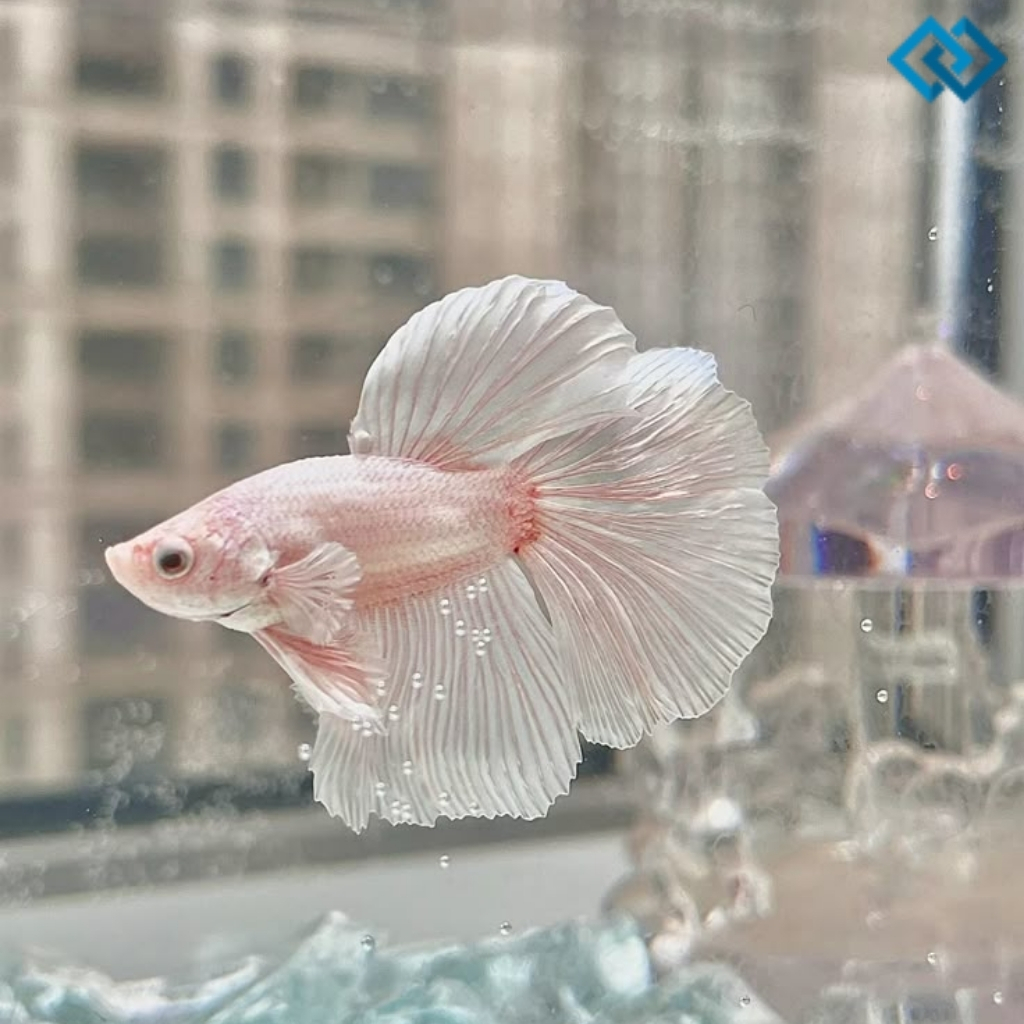 Fish Instagram Captions