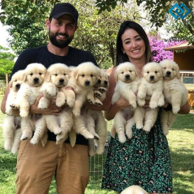 Instagram Captions About Puppies