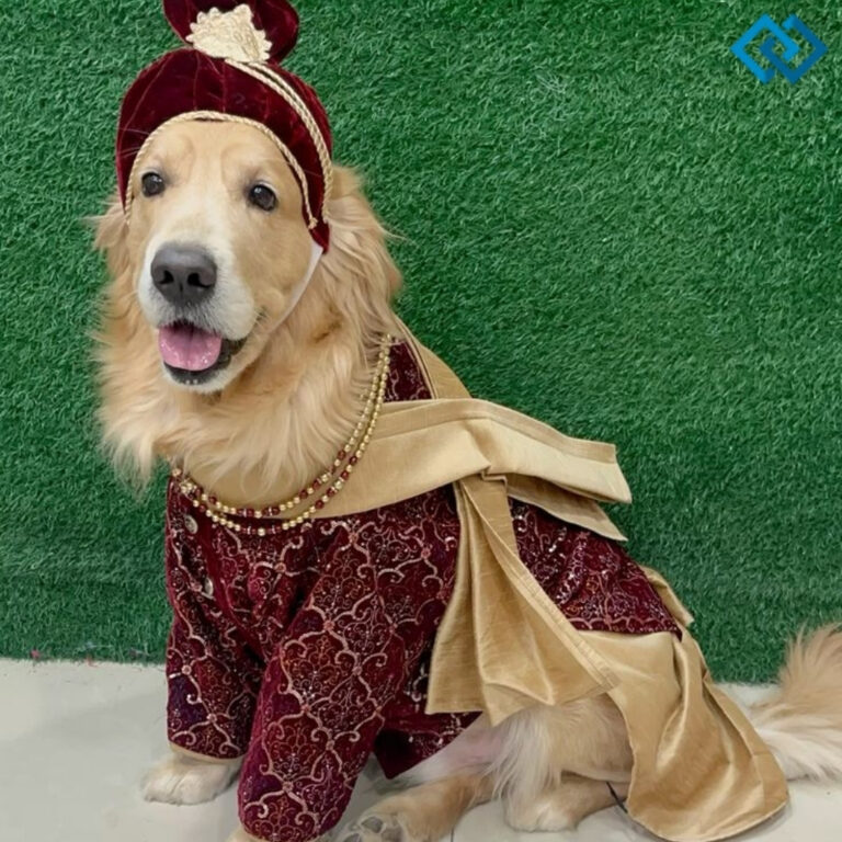 National Dress Up Your Pet Day Captions
