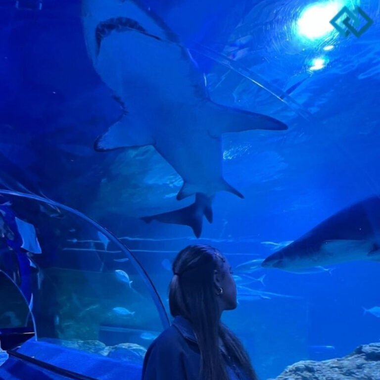 Shark Instagram Captions