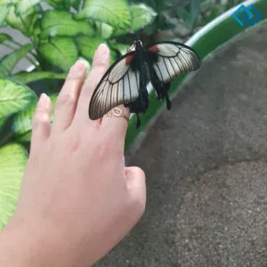 200+ Butterfly Instagram Captions for Nature Lovers and Dreamers