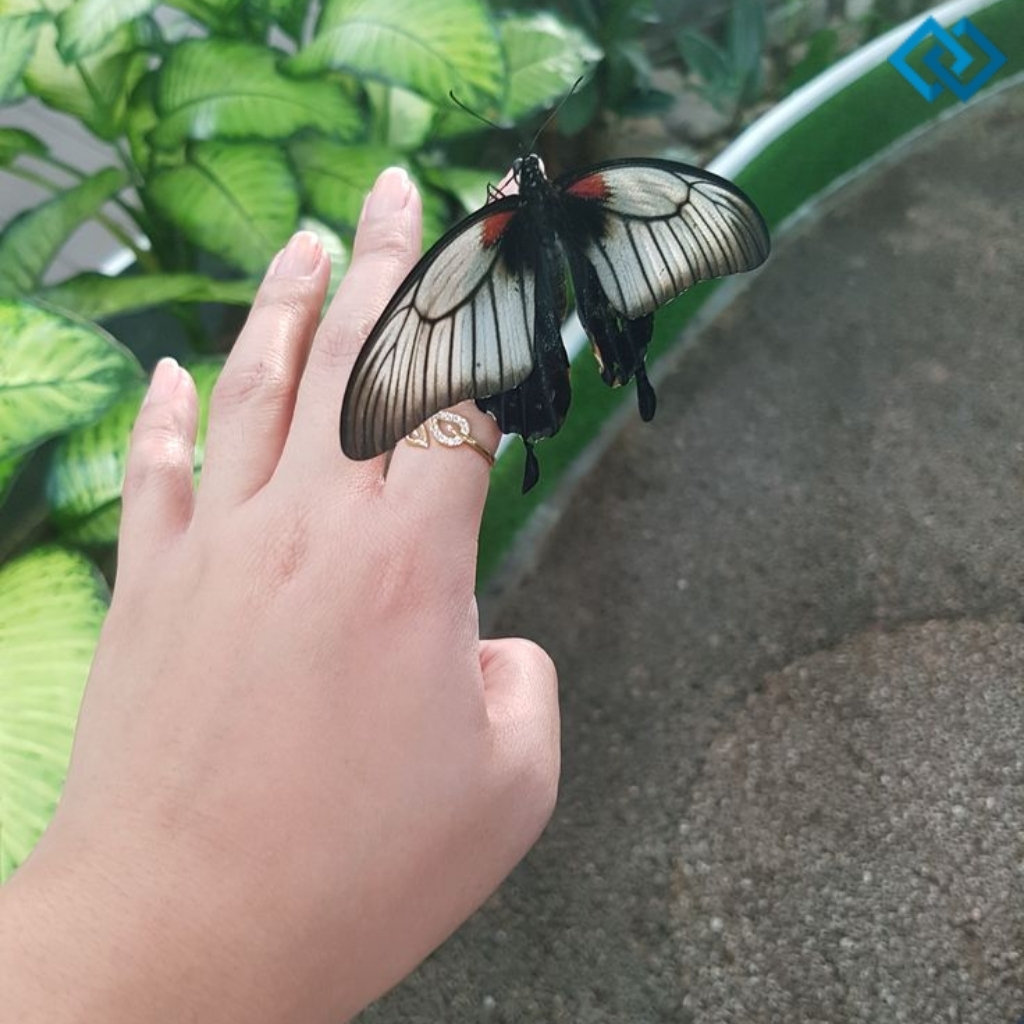 Butterfly Instagram Captions