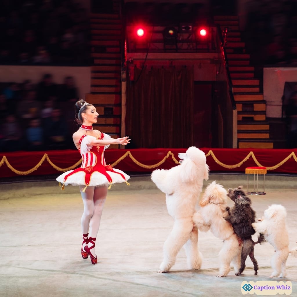 Inspirational Circus Captions For Instagram Quotes That Spark Joy