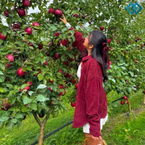 200+ Orchard Instagram Captions for Perfect Posts