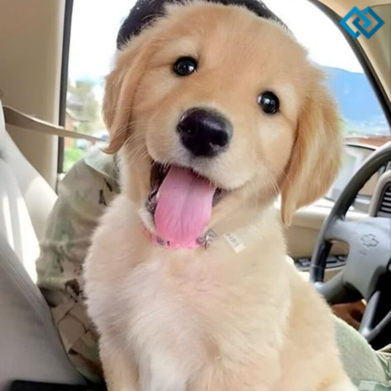 145+ Top Animal Captions For Instagram That Bring Your Furry Friends to Life