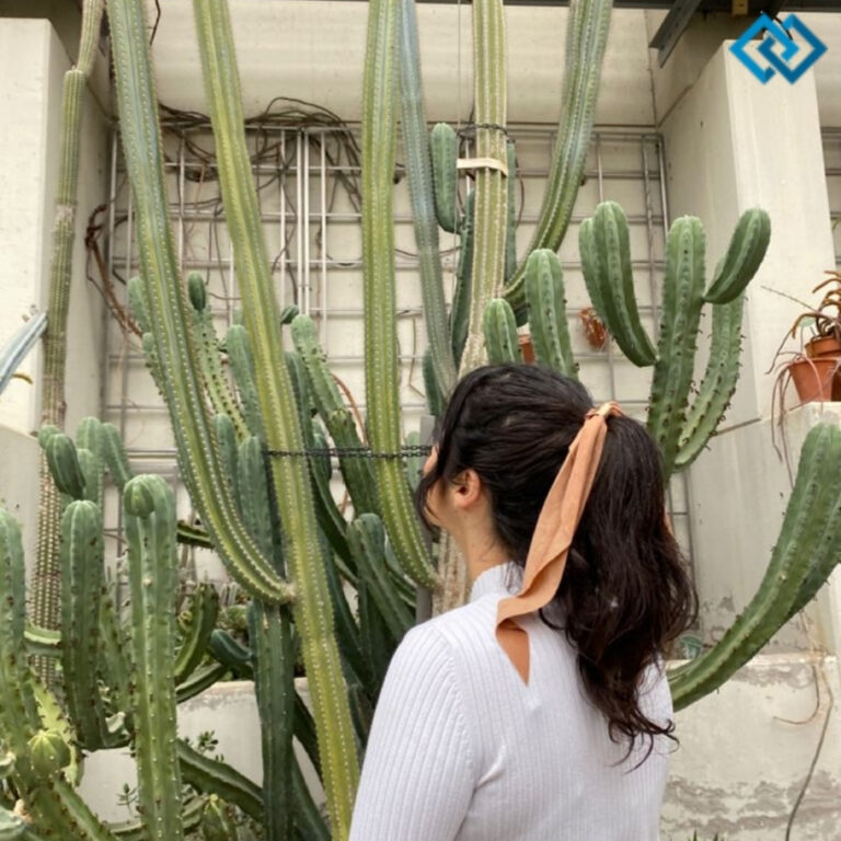 200+ Cactus Instagram Captions for Your Desert Vibes