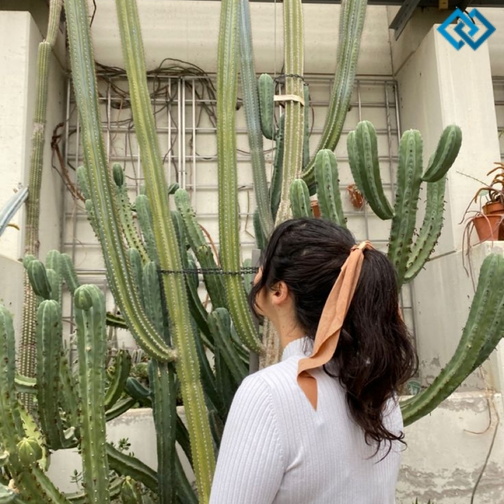 Cactus Instagram Captions