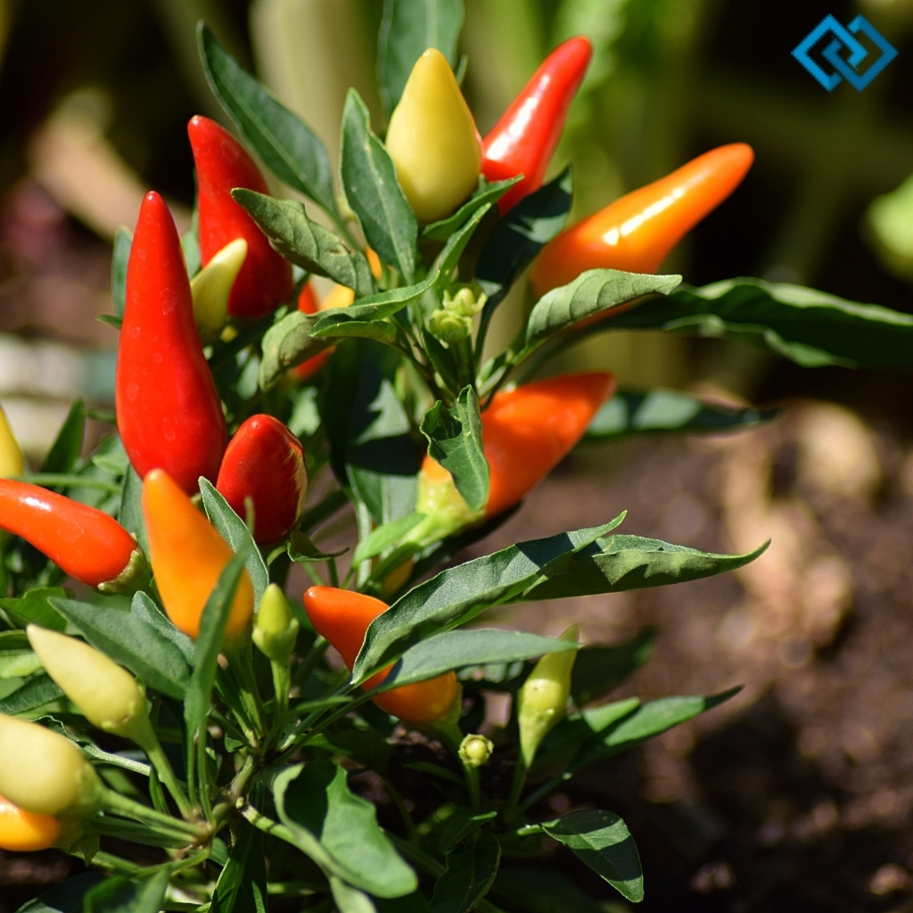 Chilli Captions For Instagram