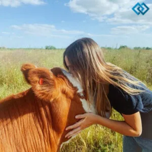 145+ Must-See Cow Captions For Instagram That Will Make You Moo with Joy Quotes