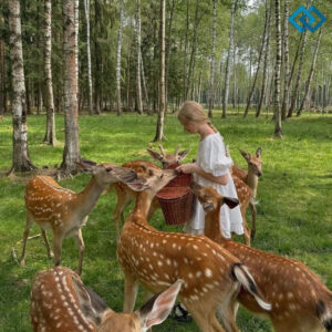 200+ Deer Captions For Instagram to Elevate Your Posts