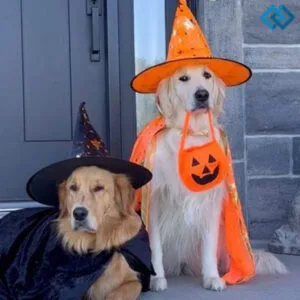 200+ Dog Halloween Instagram Captions for Spooky Pup Fun