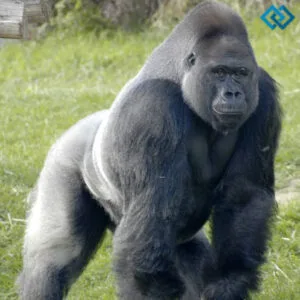 Unforgettable Gorilla Captions For Instagram And Quotes to Amp Up Your 129+ Vibes