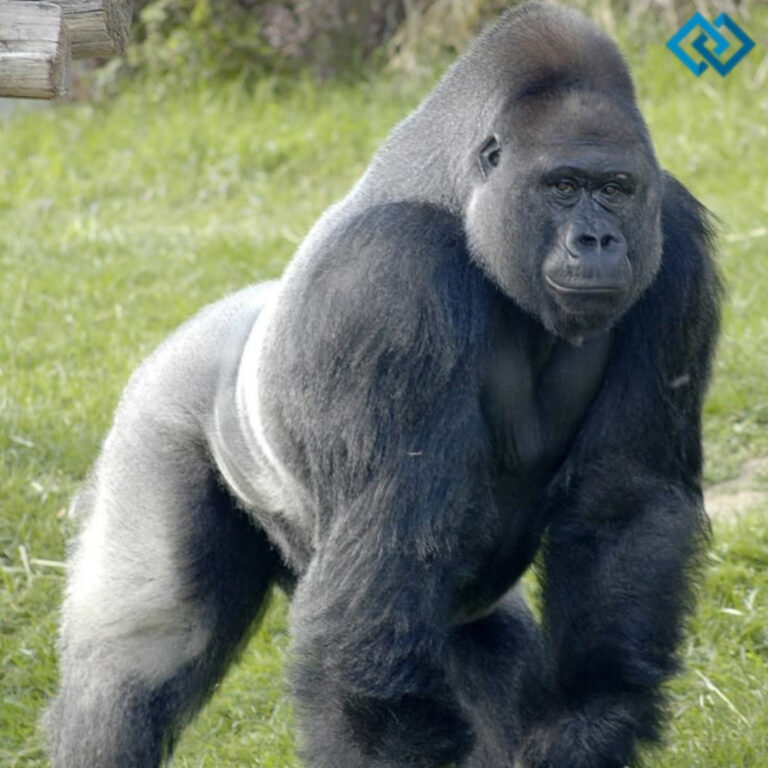 Gorilla Captions For Instagram