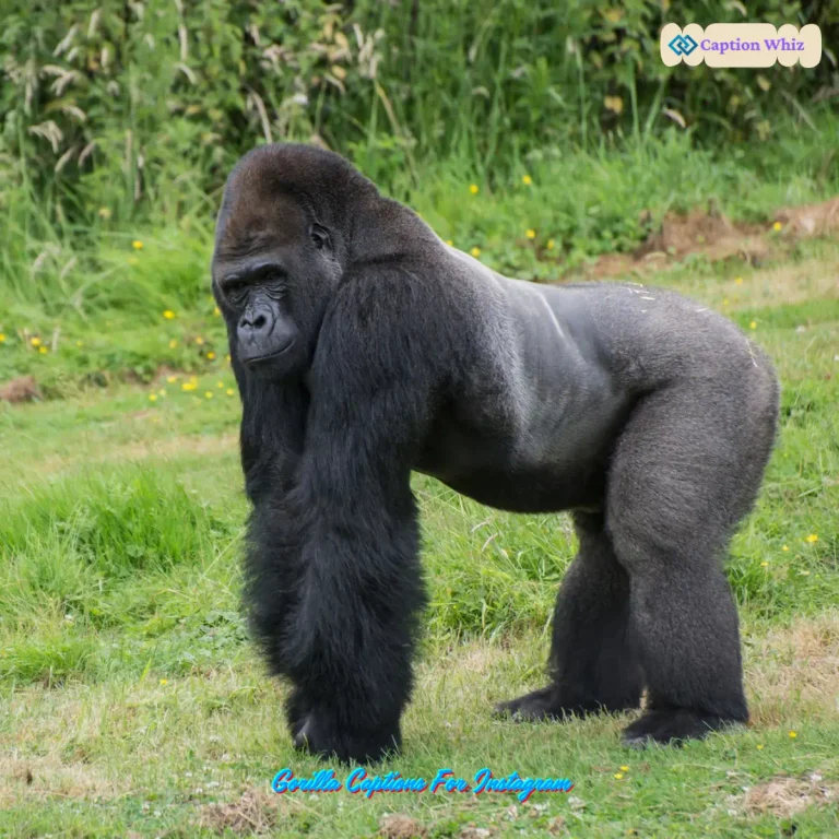 Gorilla Captions For Instagram