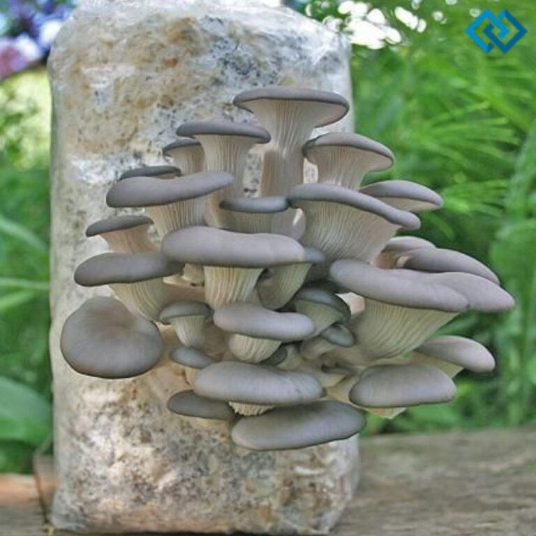 Mushroom Captions For Instagram