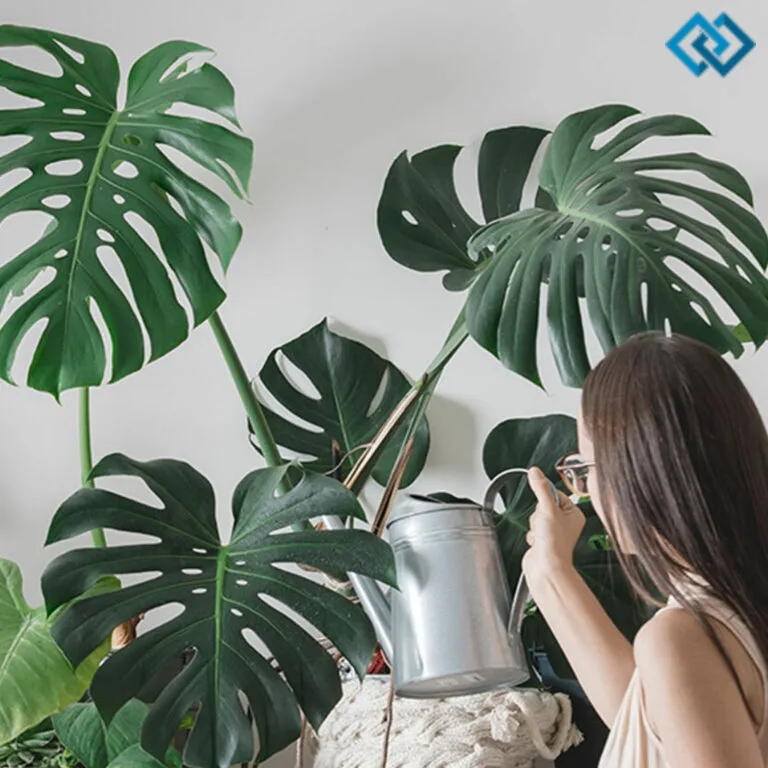 200+ National Houseplant Appreciation Day Captions for You