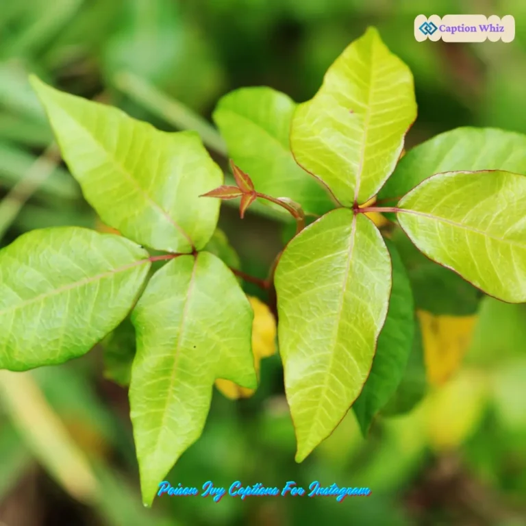 Poison Ivy Captions For Instagram