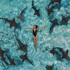 200+ Shark Captions For Instagram to Make a Splash