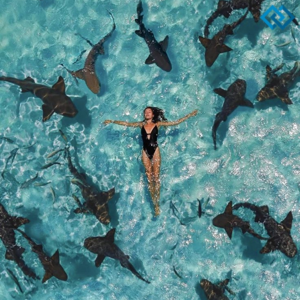 200+ Shark Captions For Instagram to Make a Splash 6 Shark Captions For Instagram