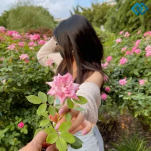 200+ Short Rose Captions For Instagram to Brighten Your Feed zz