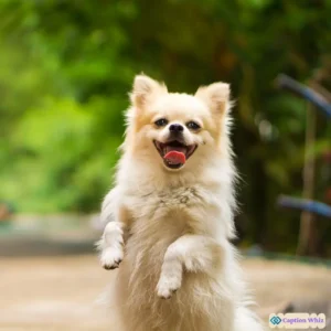 147+ Must-Have Dog Captions For Instagram and Quotes to Spark Joy and Engagement