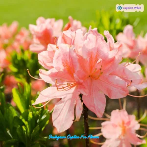 145+ Instagram Caption For Flower Ideas to Brighten Your Feed