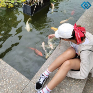 200+ Koi Fish Captions For Instagram to Make Your Posts Shine