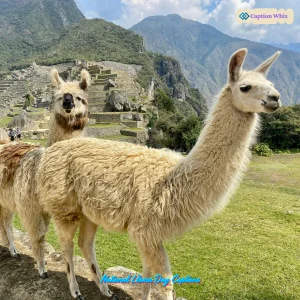 125+ National Llama Day Captions for Fun and Celebration