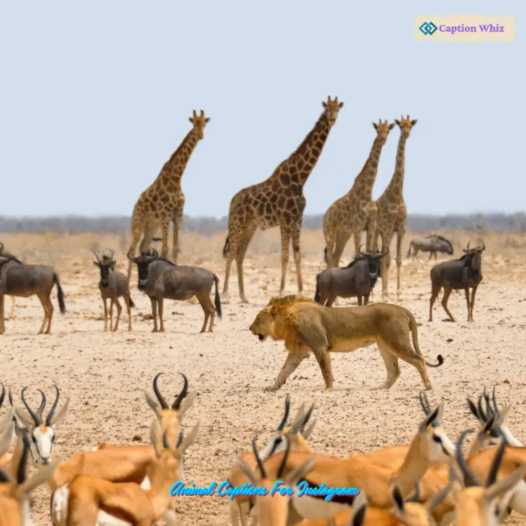 Animal Captions For Instagram