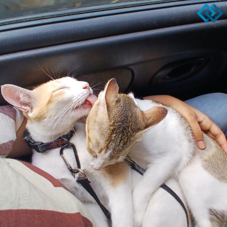 Instagram Captions About Cats